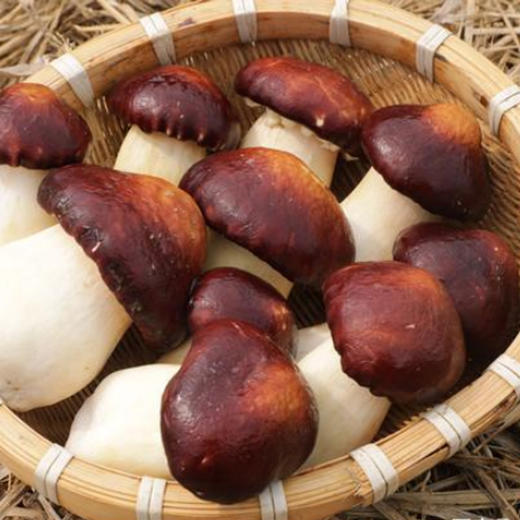 茂兰山语赤松茸 100g 商品图1