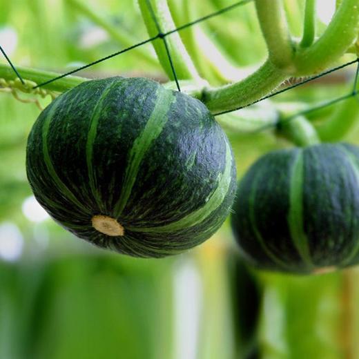 贝贝南瓜 1000g 商品图2