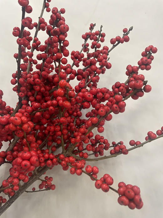 【天物A级】国产冬青/富贵子  多规格 商品图6