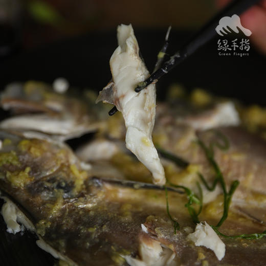 野生东山岛海钓午鱼（海钓鱼，嘴里可能有鱼钩，大家注意！！介意慎拍）| 合作生产 * Wild Eleutheronema tetradactylum | Coproduction 商品图3