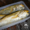野生东山岛黄花鱼| 合作生产 * Wild yellow croaker | Coproduction 商品缩略图4
