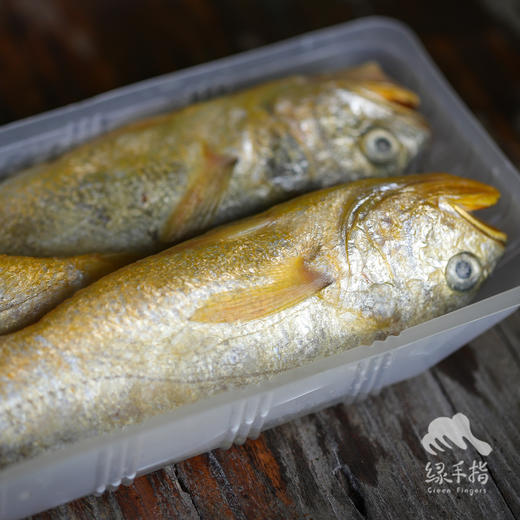 野生东山岛黄花鱼| 合作生产 * Wild yellow croaker | Coproduction 商品图4