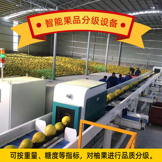 【“柚”爱在一起 】正宗江永云雾山和百年香柚柚子水果新鲜绿色食品富硒纯甜28~30斤 商品图2