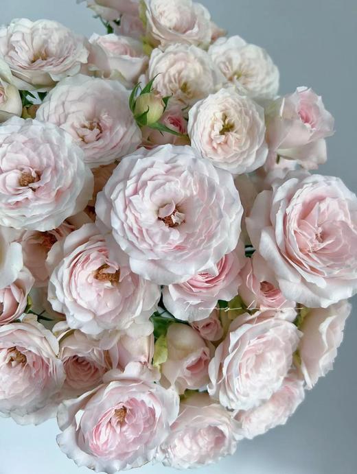 【秒杀福利】多头仙子之吻 10枝/扎 商品图0