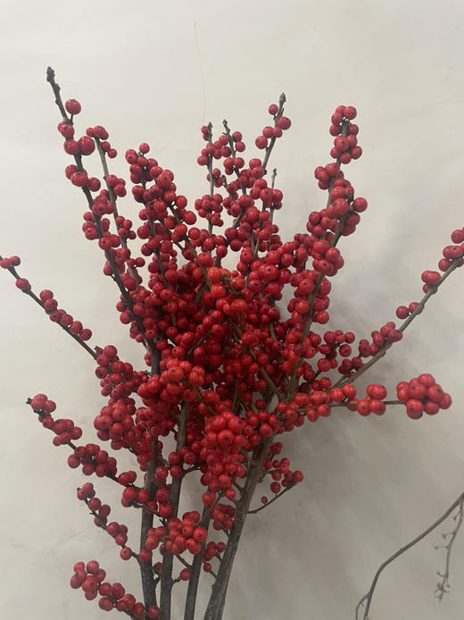 【天物A级】国产冬青/富贵子  多规格 商品图7