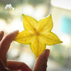 生态杨桃 | 合作生产* Eco-carambola | Coproduction 商品缩略图3