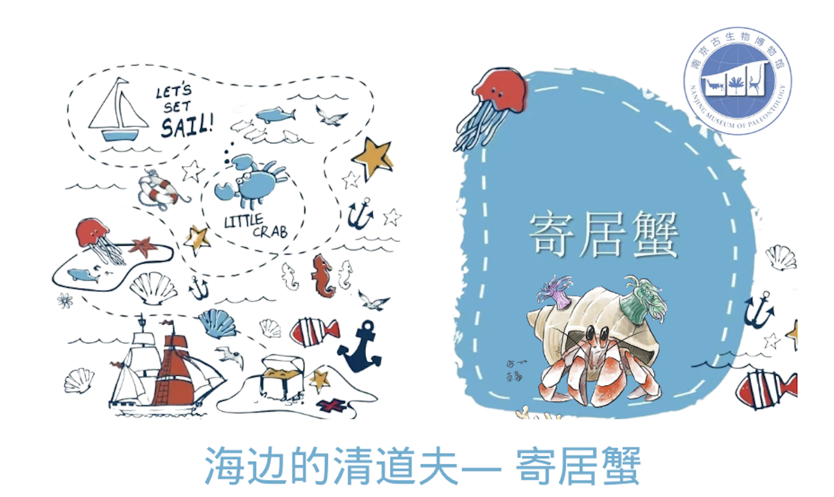 【南京】“海边的清道夫” — 寄居蟹