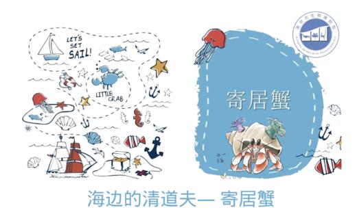 【南京】“海边的清道夫” — 寄居蟹 商品图0