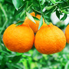 【快递停发，2月26日陆续发货】【四川·眉山】丑橘不知火 精选橘子大果 当心新鲜橘子水果 商品缩略图6