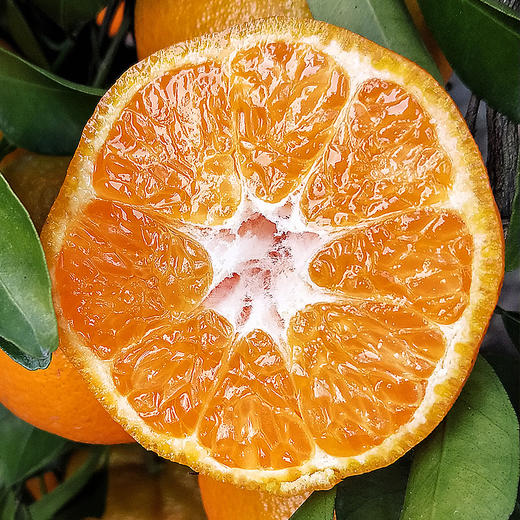 【快递停发，2月26日陆续发货】【四川·眉山】丑橘不知火 精选橘子大果 当心新鲜橘子水果 商品图8