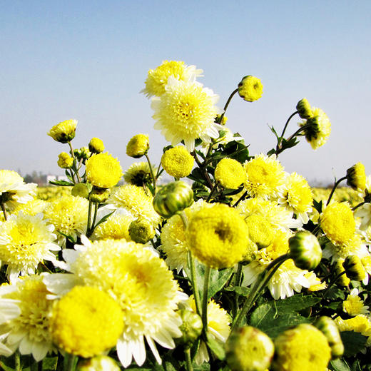 荆裕优选江陵金菊50g 商品图2