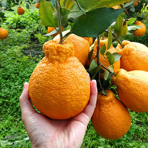 【快递停发，2月26日陆续发货】【四川·眉山】丑橘不知火 精选橘子大果 当心新鲜橘子水果 商品图4