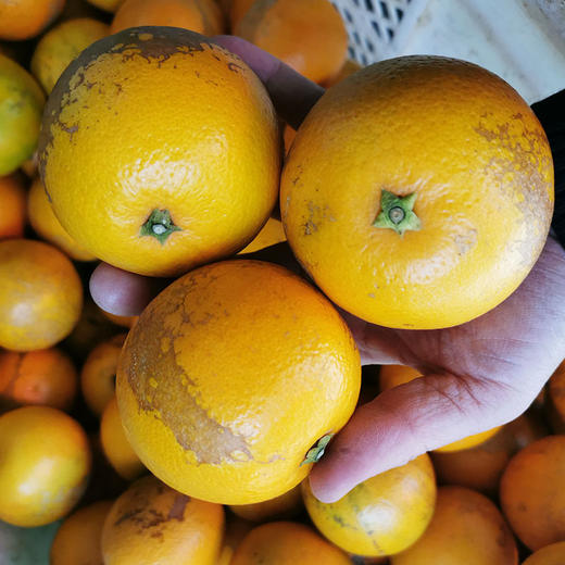 褚橙花斑果 1000g/份 商品图1