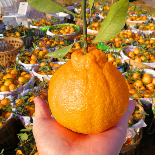 【快递停发，2月26日陆续发货】【四川·眉山】丑橘不知火 精选橘子大果 当心新鲜橘子水果 商品图5