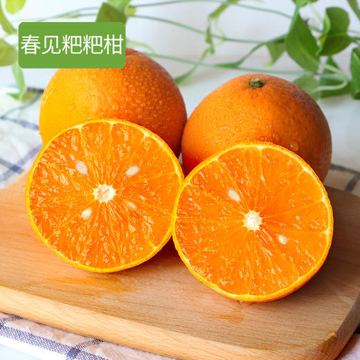 【快递停发，2月26日陆续发货】【四川·浦江】春见 粑粑柑 精品橘子 当季新鲜水果 商品图0