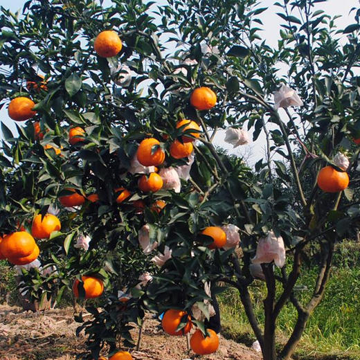 【快递停发，2月26日陆续发货】【四川·浦江】春见 粑粑柑 精品橘子 当季新鲜水果 商品图4