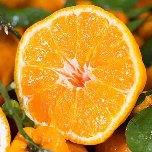 【快递停发，2月26日陆续发货】【四川·眉山】丑橘不知火 精选橘子大果 当心新鲜橘子水果 商品图2