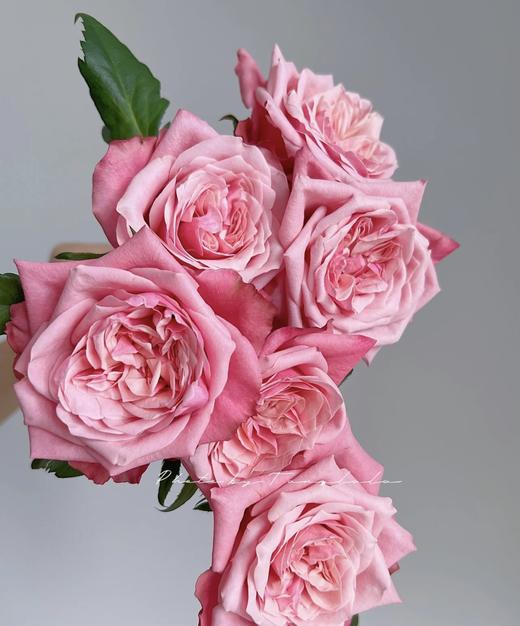 【秒杀福利】闺蜜 20枝 商品图3