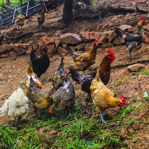 纯八度的鸡 商品图3