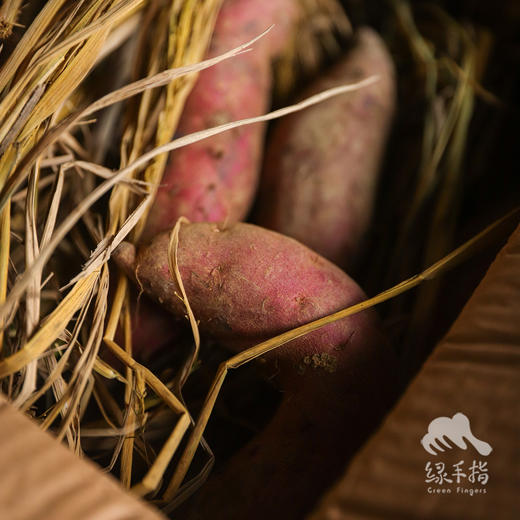 生态红薯（广州）| 合作生产* Ecological sweet potato | Coproduction 商品图4