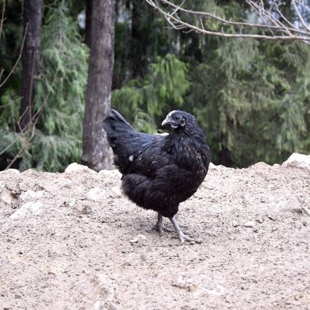 【碧源】冰鲜旧院黑鸡母鸡2-2.5斤 商品图2