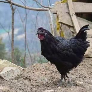 【碧源】冰鲜旧院黑鸡母鸡2-2.5斤 商品图1