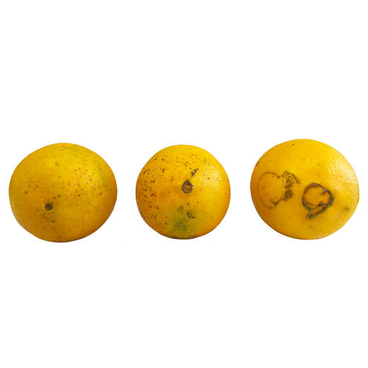 赣南有机脐橙   产地直发全国配送（偏远地区除外） 商品图5