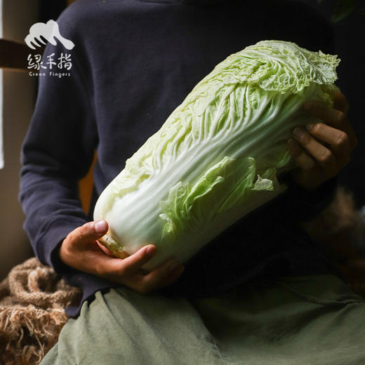 生态大白菜（河北，申通快递） | 合作生产 *Eco- Chinese cabbage | Coproduction 商品图1