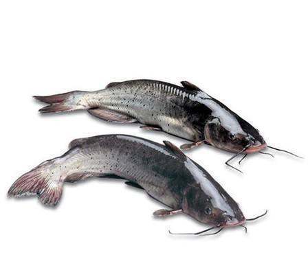 梭边鱼 商品图0