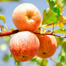 阿克苏冰糖心苹果（80-85）