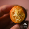 生态金桔  | 合作生产 * Ecological Kumquat  | Coproduction 商品缩略图4
