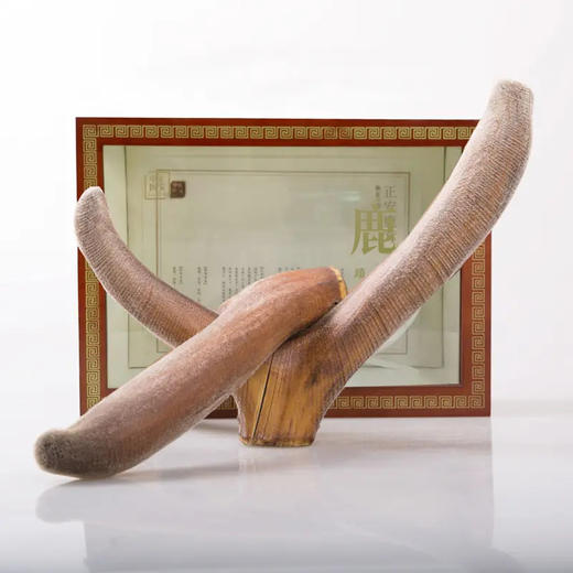 正安 梅花鹿头茬二杠小枝鹿茸 按单枝茸称重 活动价17元/克【可免费提供打粉服务 打粉损耗约为整根克重的5%-7%】  商品图0