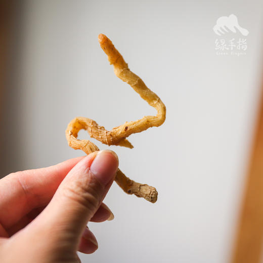 野生玉竹 | 合作生产*wild-Polygonatum odoratum | Coproduction 商品图1