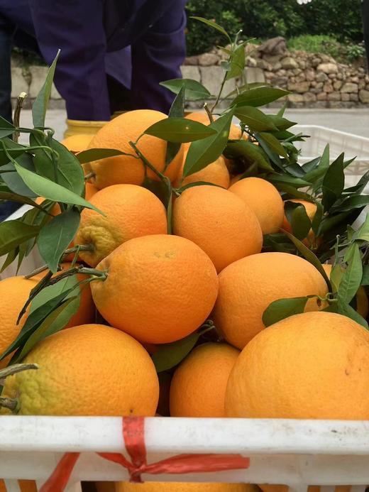 重庆·奉节脐橙10斤礼盒（净重 9斤）【包邮】ZY 商品图4