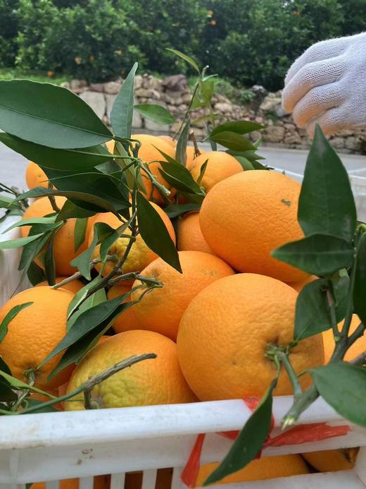 重庆·奉节脐橙10斤礼盒（净重 9斤）【包邮】ZY 商品图9