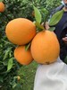 重庆·奉节脐橙10斤礼盒（净重 9斤）【包邮】ZY 商品缩略图1