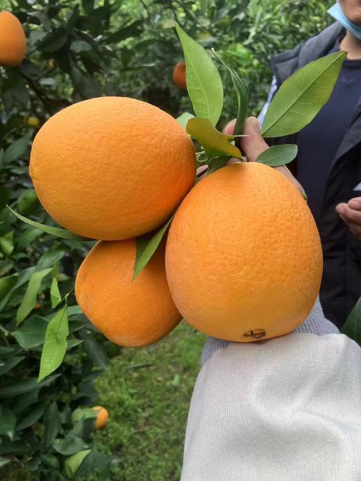 重庆·奉节脐橙10斤礼盒（净重 9斤）【包邮】ZY 商品图1