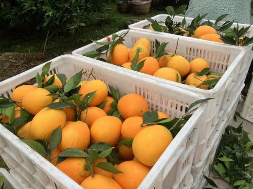 重庆·奉节脐橙10斤礼盒（净重 9斤）【包邮】ZY 商品图5