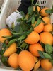 重庆·奉节脐橙10斤礼盒（净重 9斤）【包邮】ZY 商品缩略图7