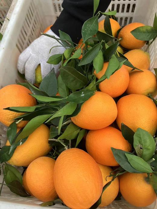 重庆·奉节脐橙10斤礼盒（净重 9斤）【包邮】ZY 商品图7