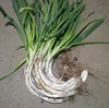【生鲜预定】大弯葱 商品缩略图0