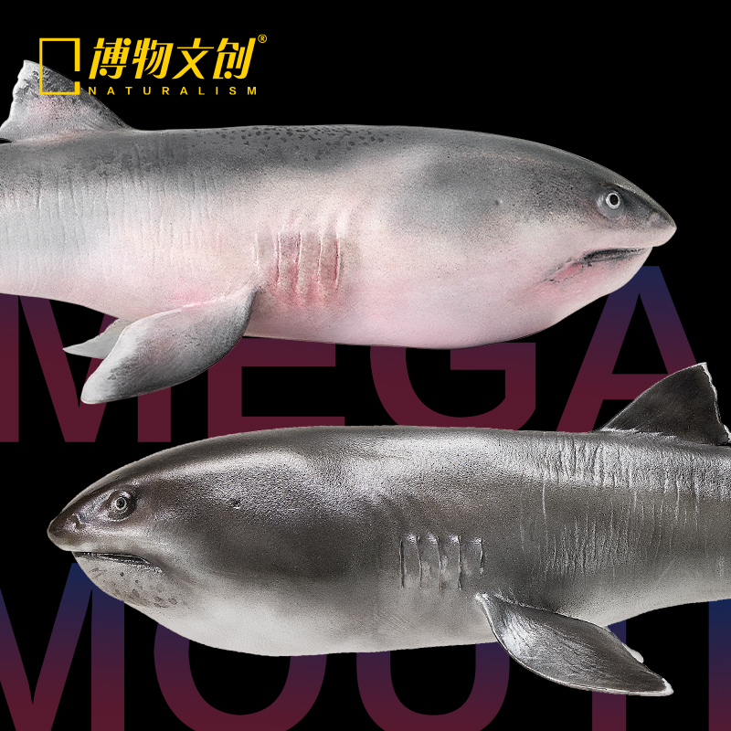 博物文创 巨口鲨仿真模型 高还原逼真海洋鲨鱼模型 认知科普分销