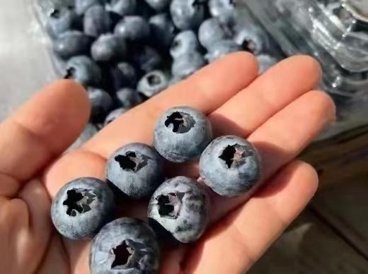 云南 怡颗 蓝莓  【6盒】 商品图4
