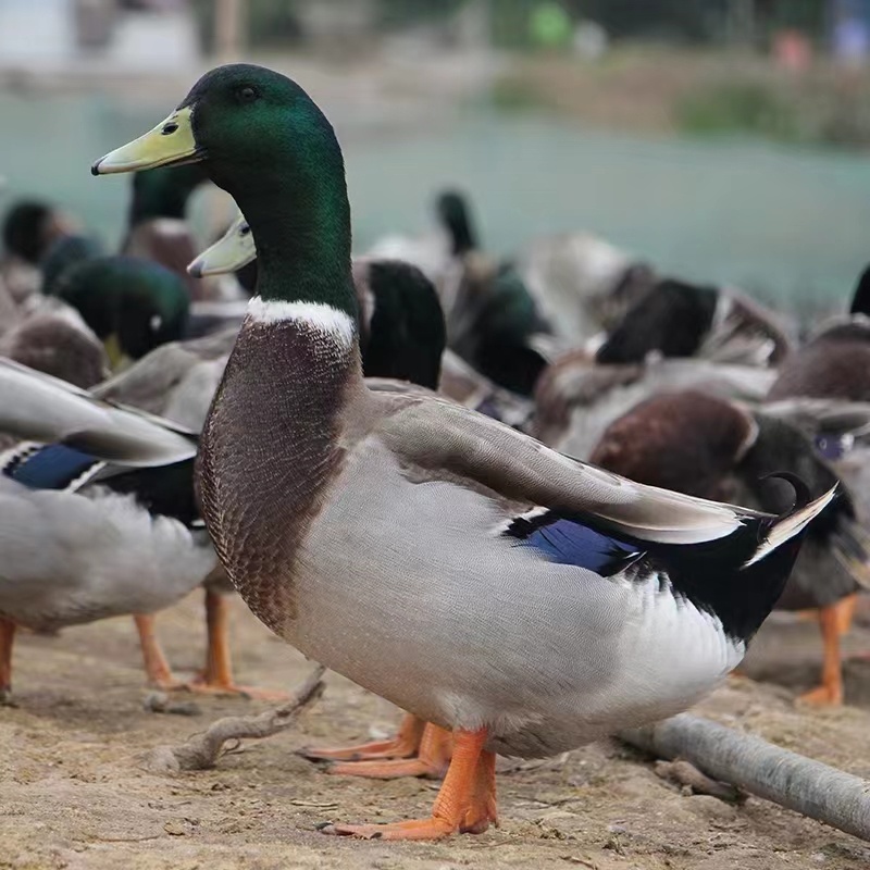 会飞的野鸭！洪湖绿头1年老野鸭 国家专属授权养殖带溯源码