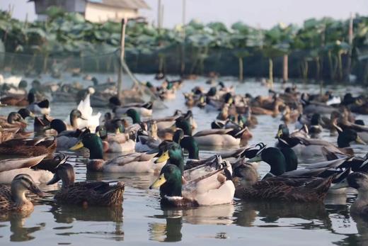 会飞的野鸭！洪湖绿头1年老野鸭 国家专属授权养殖带溯源码 商品图2