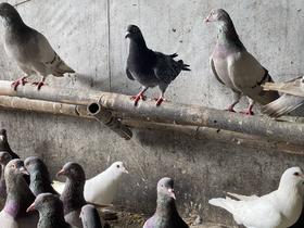 农家散养飞鸽 原粮喂养 杜绝饲料（有检测报告）