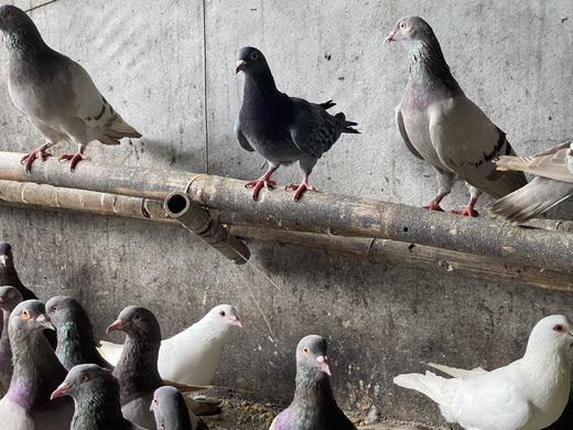 农家散养飞鸽 原粮喂养 杜绝饲料（有检测报告） 商品图0