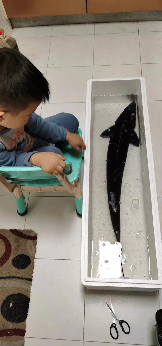 泉水生态养殖 鲟龙鱼 人工现捞鲜活包邮到家 商品图9