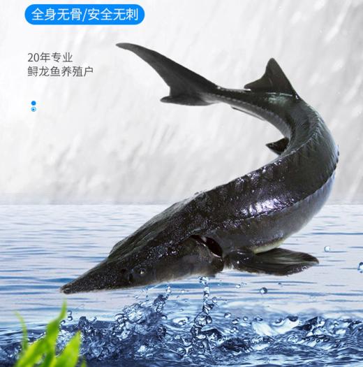 泉水生态养殖 鲟龙鱼 人工现捞鲜活包邮到家 商品图0