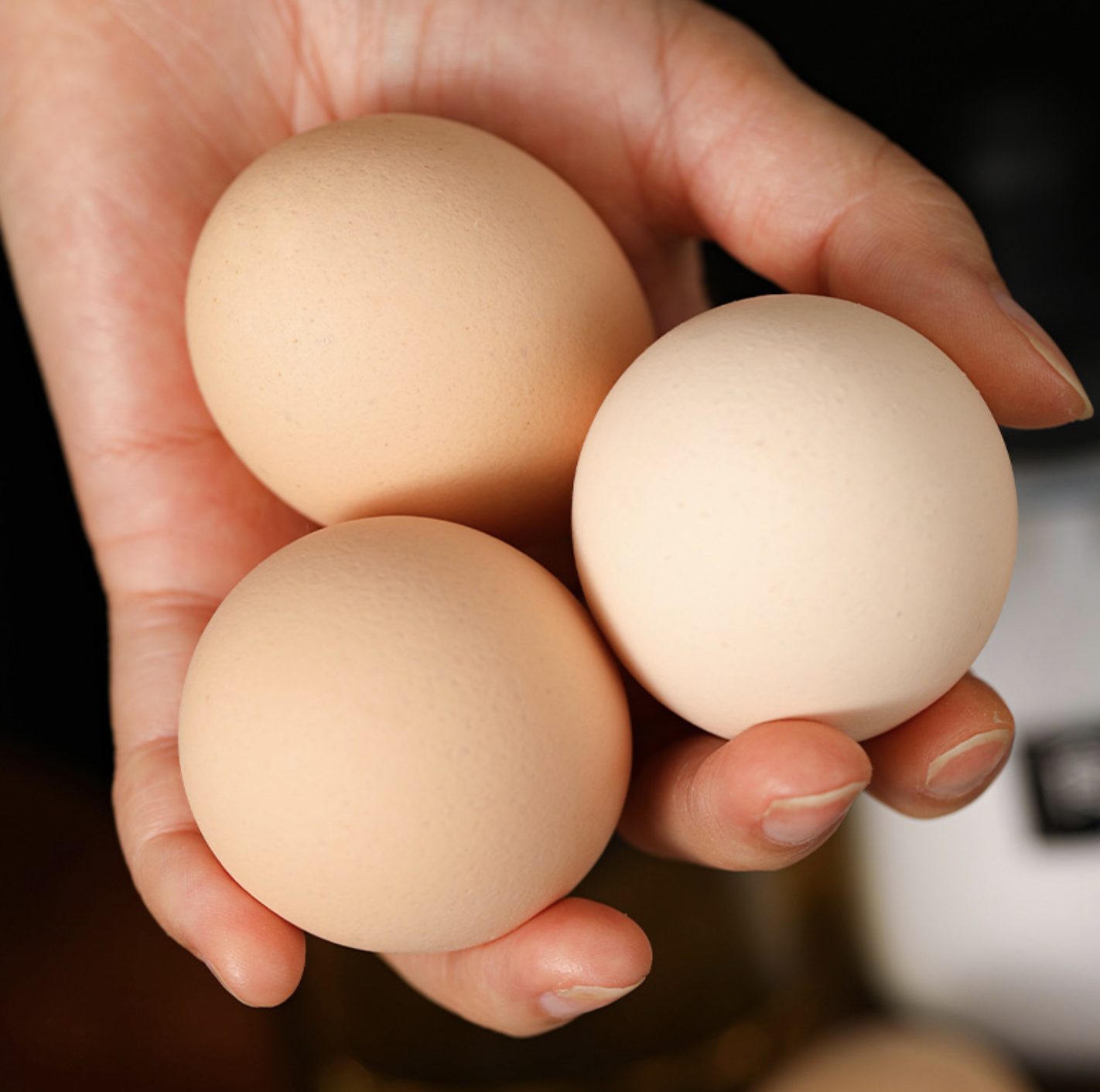 鸡蛋&油鸡蛋初产“小笨蛋”&鹅蛋&卤鸡蛋